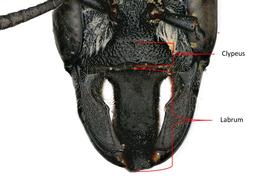   Hofferia  sp. female labrum longer than the clypeus, photo: C. Ritner 
